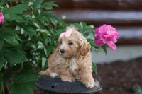 Ember 💛🐾, a female Havapoo for sale in Fresno, OH – 6 of 10