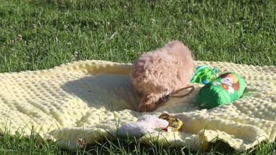 Brodie, a male Havapoo for sale in Fresno, OH – 5 of 5