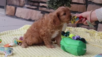 Clyde, a male Cavapoo for sale in Fresno, OH – 6 of 6