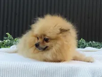 Polly 🐾🌸, a female Pomeranian for sale in Fresno, OH – 9 of 10