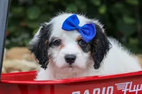 Parker, a male Cavapoo for sale in Fresno, OH – 7 of 10