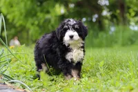 Slinky, a male Miniature Bernedoodle for sale in Fresno, OH – 3 of 8
