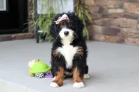 Millie, a female Miniature Bernedoodle for sale in Fresno, OH – 3 of 7