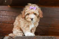 Ellie Mae 💛🐾, a female Havapoo for sale in Fresno, OH – 10 of 10