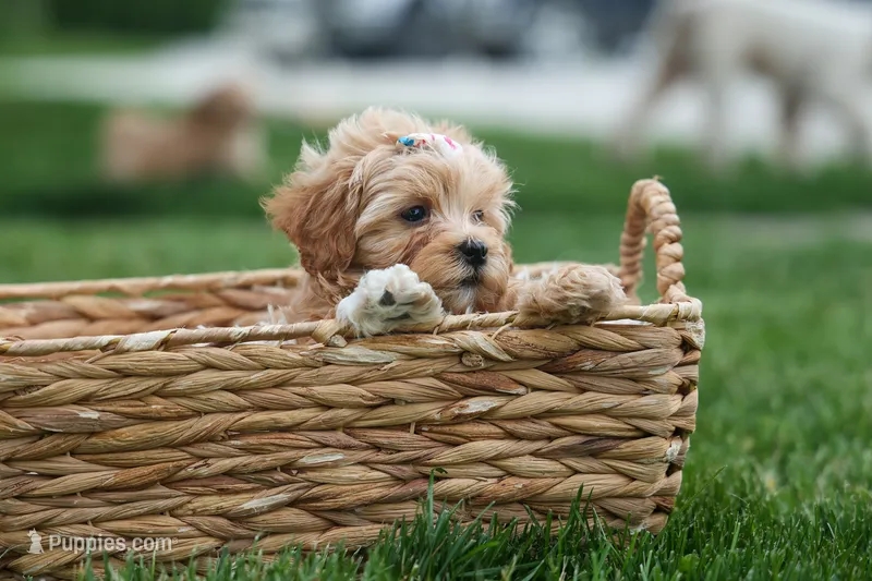 Elise 💛🐾 – Havapoo puppy for sale in Fresno, OH