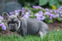 Flora Jane 🩷, a female French Bulldog for sale in Fresno, OH – 6 of 10
