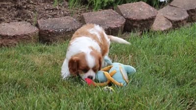 Bentley, a male Cavalier King Charles Spaniel for sale in Fresno, OH – 7 of 7