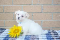 Rusty ✨, a male Maltese for sale in Fresno, OH – 3 of 3