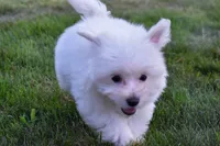 Roscoe💙, a male Maltese for sale in Fresno, OH – 3 of 7