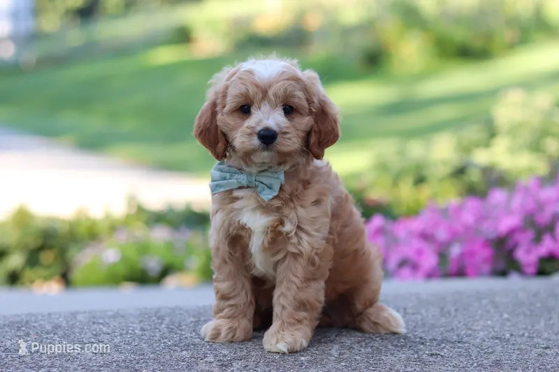 Jett – Cavapoo puppy for sale in Fresno, OH