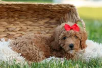 Tyson 💙✨, a male Poodle - Miniature  for sale in Fresno, OH – 2 of 10