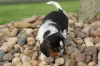 Charlie 🐶✨, a male Beagle for sale in Fresno, OH – 6 of 10