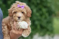 Ellie Mae 💛🐾, a female Havapoo for sale in Fresno, OH – 3 of 10