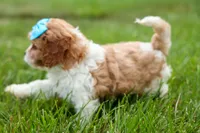 Victor 🐾, a male Poodle - Miniature  for sale in Fresno, OH – 7 of 10