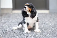 Winston 🐶, a male Cavalier King Charles Spaniel for sale in Fresno, OH – 9 of 10