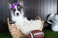 Ramona, a female Pembroke Welsh Corgi for sale in Fresno, OH – Photo 6 of 10