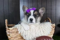 Ramona, a female Pembroke Welsh Corgi for sale in Fresno, OH – Photo 2 of 10