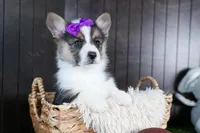 Ramona, a female Pembroke Welsh Corgi for sale in Fresno, OH – Photo 8 of 10