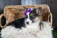 Ramona, a female Pembroke Welsh Corgi for sale in Fresno, OH – Photo 9 of 10