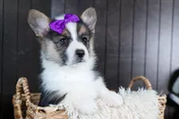 Ramona, a female Pembroke Welsh Corgi for sale in Fresno, OH – Photo 7 of 10
