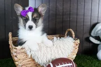 Ramona, a female Pembroke Welsh Corgi for sale in Fresno, OH – Photo 1 of 10