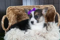 Ramona, a female Pembroke Welsh Corgi for sale in Fresno, OH – Photo 10 of 10