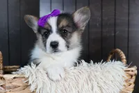 Ramona, a female Pembroke Welsh Corgi for sale in Fresno, OH – Photo 5 of 10