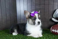 Ramona, a female Pembroke Welsh Corgi for sale in Fresno, OH – Photo 4 of 10