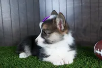 Ramona, a female Pembroke Welsh Corgi for sale in Fresno, OH – Photo 3 of 10
