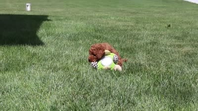 Colman, a male Goldendoodle for sale in Fresno, OH – 6 of 6