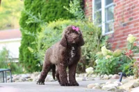 Cherri, a female Newfypoo for sale in Fresno, OH – 1 of 7