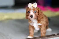 Dolly, a female Cavapoo for sale in Fresno, OH – 2 of 10
