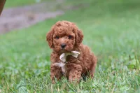 Jordan, a male Cavapoo for sale in Fresno, OH – 7 of 8