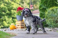 Amber, a female Newfypoo for sale in Fresno, OH – 2 of 5