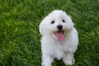 Justin , a male Maltese for sale in Fresno, OH – 7 of 10