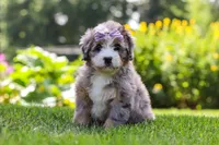 Ivy, a female Miniature Bernedoodle for sale in Fresno, OH – 2 of 6