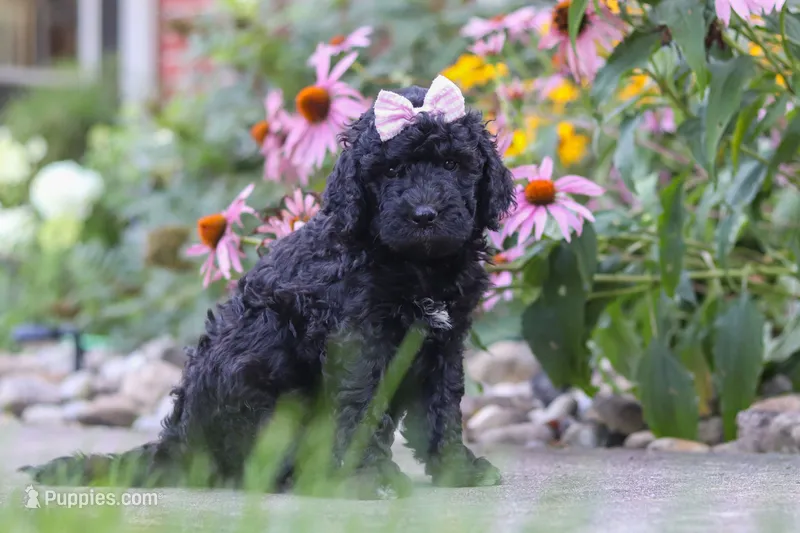 Issebelle – Newfypoo puppy for sale in Fresno, OH