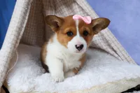 🐾 MEET WREN 🐶❤️, a female Pembroke Welsh Corgi for sale in Fresno, OH – Photo 3 of 10