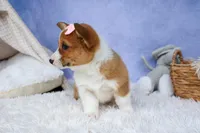 🐾 MEET WREN 🐶❤️, a female Pembroke Welsh Corgi for sale in Fresno, OH – Photo 4 of 10