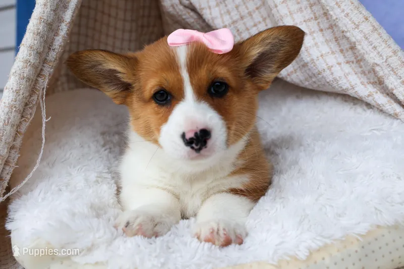 🐾 MEET WREN 🐶❤️ – Pembroke Welsh Corgi puppy for sale in Fresno, OH