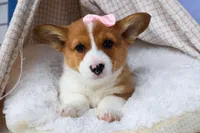 🐾 MEET WREN 🐶❤️, a female Pembroke Welsh Corgi for sale in Fresno, OH – Photo 1 of 10