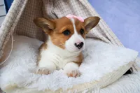 🐾 MEET WREN 🐶❤️, a female Pembroke Welsh Corgi for sale in Fresno, OH – Photo 10 of 10