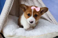 🐾 MEET WREN 🐶❤️, a female Pembroke Welsh Corgi for sale in Fresno, OH – Photo 9 of 10