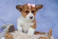 🐾 MEET WREN 🐶❤️, a female Pembroke Welsh Corgi for sale in Fresno, OH – Photo 8 of 10