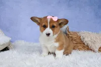 🐾 MEET WREN 🐶❤️, a female Pembroke Welsh Corgi for sale in Fresno, OH – Photo 6 of 10
