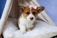 🐾 MEET WREN 🐶❤️, a female Pembroke Welsh Corgi for sale in Fresno, OH – Photo 2 of 10