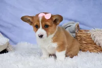 🐾 MEET WREN 🐶❤️, a female Pembroke Welsh Corgi for sale in Fresno, OH – Photo 7 of 10