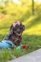 Lexi, a female Poodle - Miniature  for sale in Fresno, OH – 8 of 10