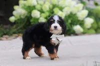 Cupcake, a female Miniature Bernedoodle for sale in Fresno, OH – 4 of 6