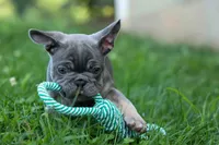 🐾 Mickey, a male French Bulldog for sale in Fresno, OH – 5 of 8